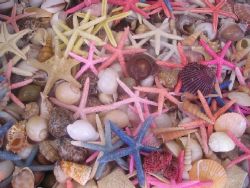 Seastars and shells in Simi, Greece by Gordana Zdjelar 